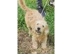 Adopt Shiloh a White - with Tan, Yellow or Fawn Poodle (Miniature) / Wheaten