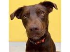 Adopt Excel a Brown/Chocolate Labrador Retriever / Mixed dog in Jefferson