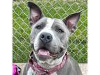 Adopt Maddie - Reduced Fee! a Gray/Silver/Salt & Pepper - with White American