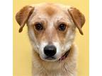 Adopt Asha a Tan/Yellow/Fawn - with White Retriever (Unknown Type) / Mixed dog