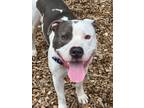 Adopt Calvin a White - with Black Pit Bull Terrier / Mixed dog in East Hartford