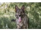 Adopt Abu a German Shepherd Dog / Mixed dog in Gillette, WY (41549254)
