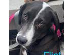 Adopt Flint a Black Labrador Retriever / Mixed Breed (Medium) dog in
