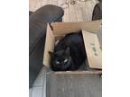 Adopt Ebony a Black (Mostly) Bombay / Mixed (short coat) cat in Middleburg