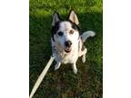Adopt Luna a White - with Black Siberian Husky / Mixed dog in Portage