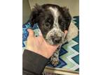 Adopt Millicent a Black - with White Border Collie / Australian Cattle Dog /