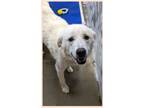 Adopt Ace a White Great Pyrenees / Mixed dog in Monte Vista, CO (41549220)