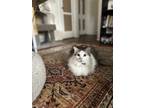 Adopt Maru a White (Mostly) Domestic Longhair / Mixed (long coat) cat in Long