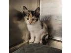 Adopt Tilly a Calico or Dilute Calico Domestic Shorthair cat in Burlington