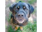 Adopt Zoey a Rottweiler / Hound (Unknown Type) / Mixed dog in Danielsville