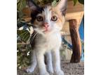 Adopt Scarlett a Domestic Shorthair / Mixed (short coat) cat in Heber