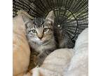 Adopt Patty a Brown Tabby Domestic Shorthair cat in Lathrop, CA (41480426)