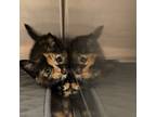 Adopt Wild Cat a Tortoiseshell Domestic Shorthair cat in Burlington