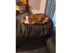 Adopt Weasley a Orange or Red Tabby Tabby / Mixed (short coat) cat in