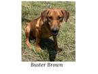 Adopt Buster Browne a Red/Golden/Orange/Chestnut - with Black Rhodesian