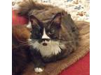 Adopt Chinchilla [CP] a Gray or Blue (Mostly) Maine Coon / Mixed (long coat) cat