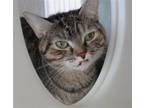 Adopt Borealis a Brown Tabby Domestic Shorthair / Mixed (short coat) cat in