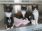 Adopt Nightshade, Lynx and Spider a Black & White or Tuxedo Domestic Shorthair /