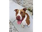 Adopt Bolo a Red/Golden/Orange/Chestnut - with White American Staffordshire