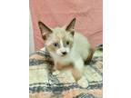 Adopt Ross a White Siamese / Mixed Breed (Medium) / Mixed (short coat) cat in