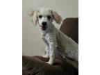 Adopt Jolly a White Bichon Frise / Poodle (Miniature) / Mixed dog in Tucson