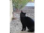 Adopt Bean a All Black Domestic Shorthair / Mixed (short coat) cat in Chandler