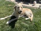Adopt Maui a Tan/Yellow/Fawn Labradoodle / Mixed dog in Discovery Bay