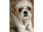 Adopt Kirby a White - with Brown or Chocolate Shih Tzu / Mixed dog in Erie