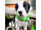 Adopt Micah Angel a White Pit Bull Terrier dog in Portland, OR (41543272)