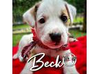 Adopt Beck Angel a White Pit Bull Terrier dog in Portland, OR (41543270)