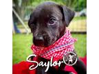 Adopt Saylor Angel a Black Pit Bull Terrier dog in Portland, OR (41543269)