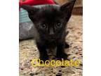 Adopt Chocolate a Domestic Shorthair / Mixed (short coat) cat in St.