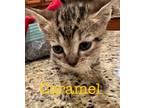 Adopt Caramel a Domestic Shorthair / Mixed (short coat) cat in St.