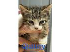 Adopt Quincy a Domestic Shorthair / Mixed (short coat) cat in St.