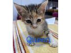 Adopt Queen a Domestic Shorthair / Mixed (short coat) cat in St.
