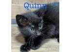 Adopt Quinn a Domestic Shorthair / Mixed (short coat) cat in St.