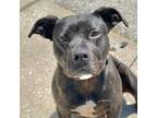 Adopt Cece a Brindle American Staffordshire Terrier / Mixed Breed (Medium) dog