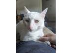 Adopt Tater a White American Shorthair / Mixed (short coat) cat in Hammond