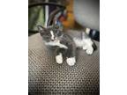 Adopt Stormi a Gray or Blue (Mostly) Domestic Shorthair / Mixed (short coat) cat