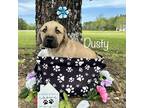 Adopt Dusty a Black - with Tan, Yellow or Fawn Mixed Breed (Medium) dog in