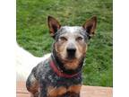 Adopt Renley a Gray/Blue/Silver/Salt & Pepper Australian Cattle Dog / Mixed dog