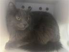 Adopt SPINELLI a Gray or Blue Domestic Mediumhair / Mixed (medium coat) cat in