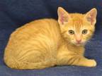 Adopt SAFFRON a Orange or Red Domestic Mediumhair / Mixed (medium coat) cat in