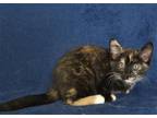 Adopt KARA a All Black Domestic Mediumhair / Mixed (medium coat) cat in