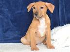 Adopt A602940 a Tan/Yellow/Fawn German Shepherd Dog / Mixed dog in Oroville