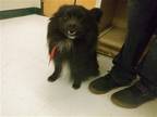 Adopt PALMY a Black Pomeranian / Mixed dog in Oroville, CA (41549075)