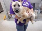 Adopt A603341 a Tan/Yellow/Fawn Akita / Mixed dog in Oroville, CA (41549074)