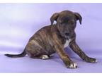 Adopt Navy a Brindle Boston Terrier / Mixed Breed (Medium) / Mixed (short coat)