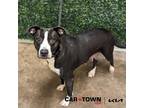 Adopt Wigwam a Pit Bull Terrier / Mixed dog in Lexington, KY (41543179)