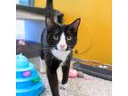 Adopt Raja a Domestic Shorthair / Mixed cat in Golden, CO (41546394)